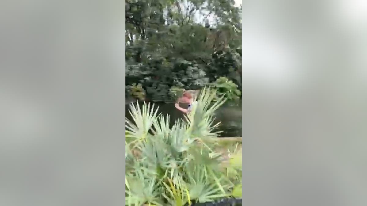 The Busch Gardens Tampa Bay alligator enclosure intruder faces the pond while he shouts.