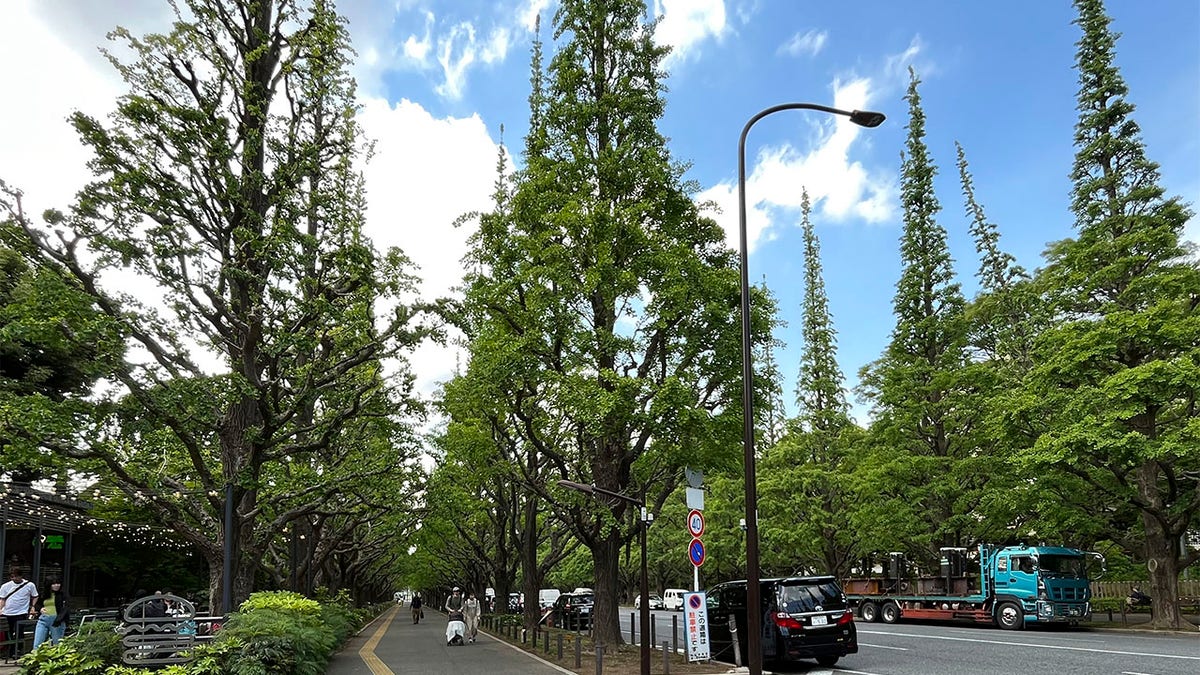 Picture of Ginkgo trees