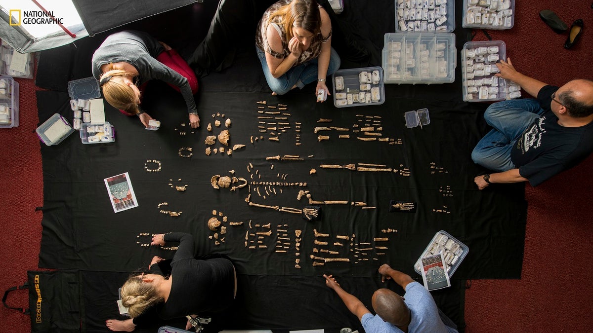 Homo naledi bones being examined