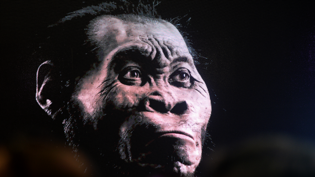 Homo naledi rendering