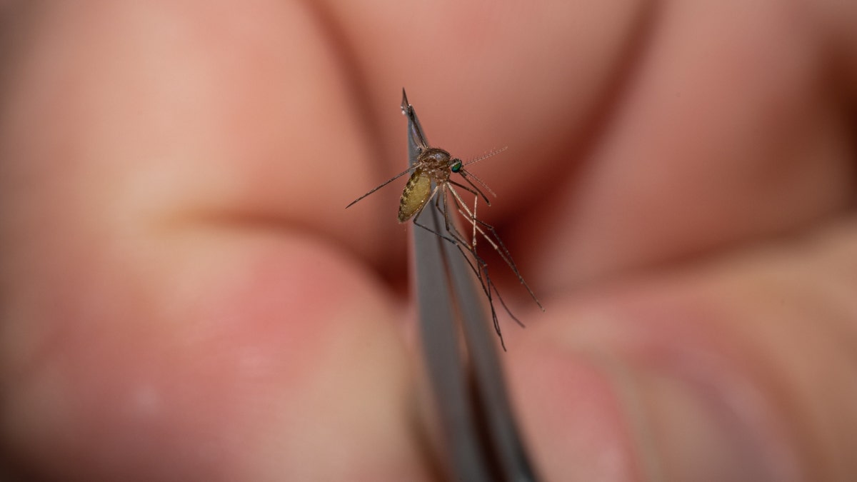 A man holds a Kentucky mosquito