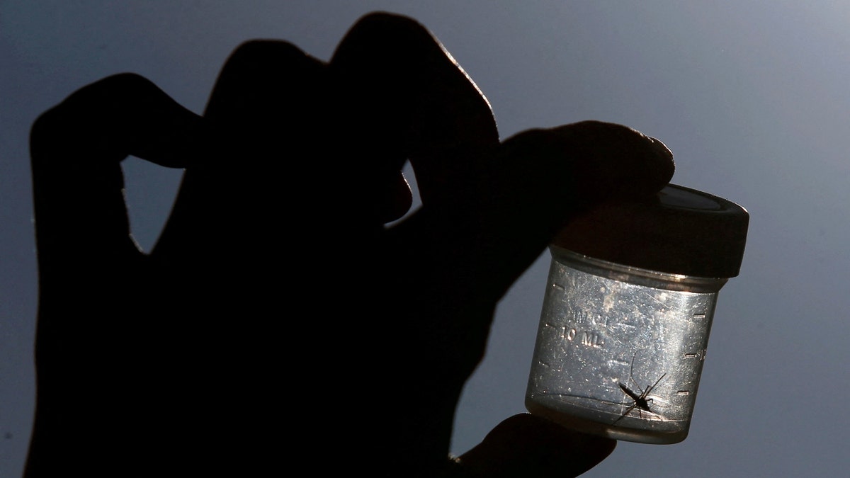 A mosquito is caught in a plastic box