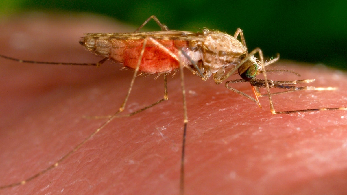 A feeding female Anopheles gambiae mosquito