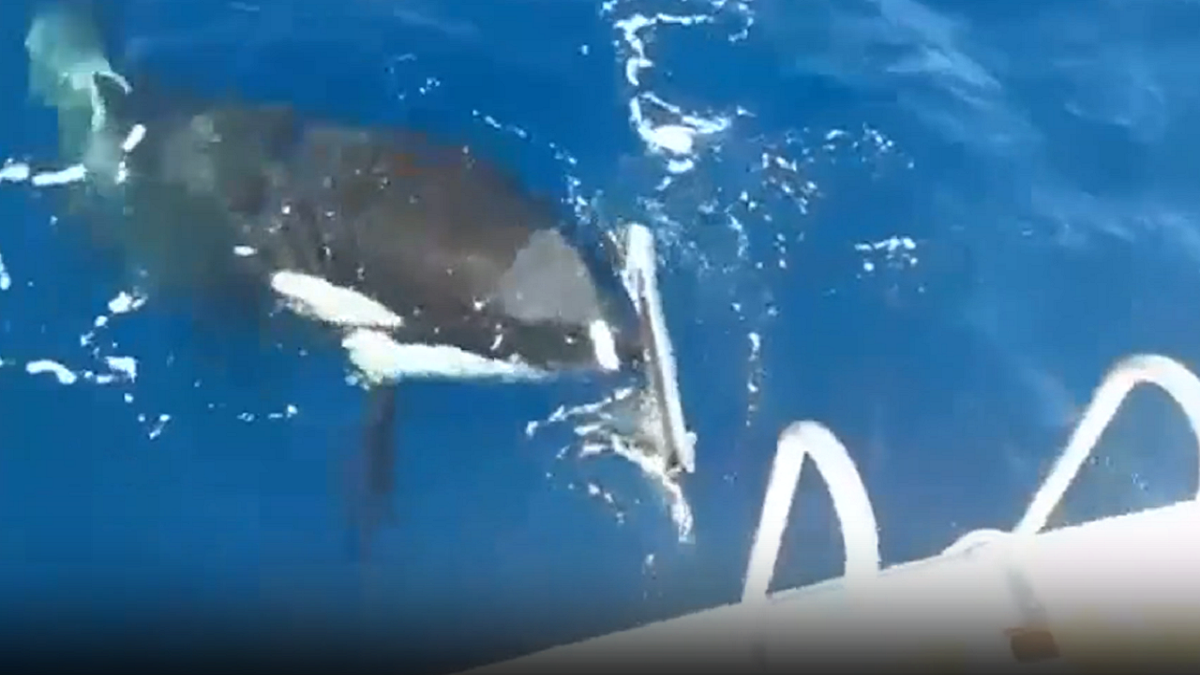 Whale attacks boat near Spain
