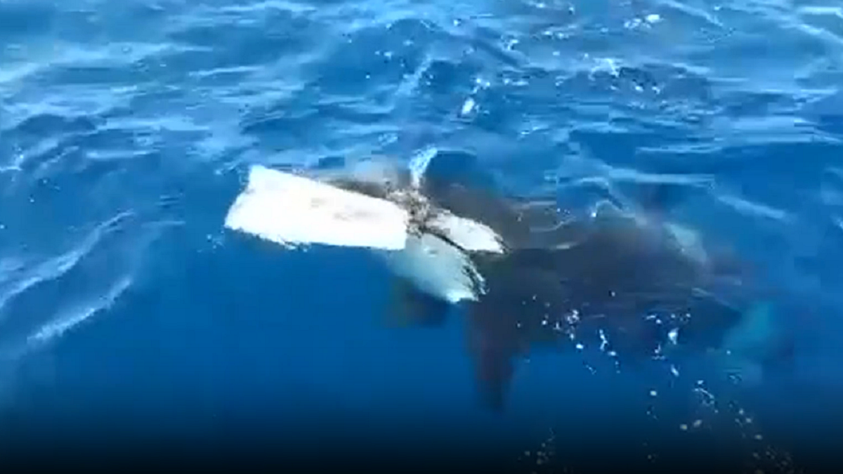Orca whale in Strait of Gibraltar attacks boat