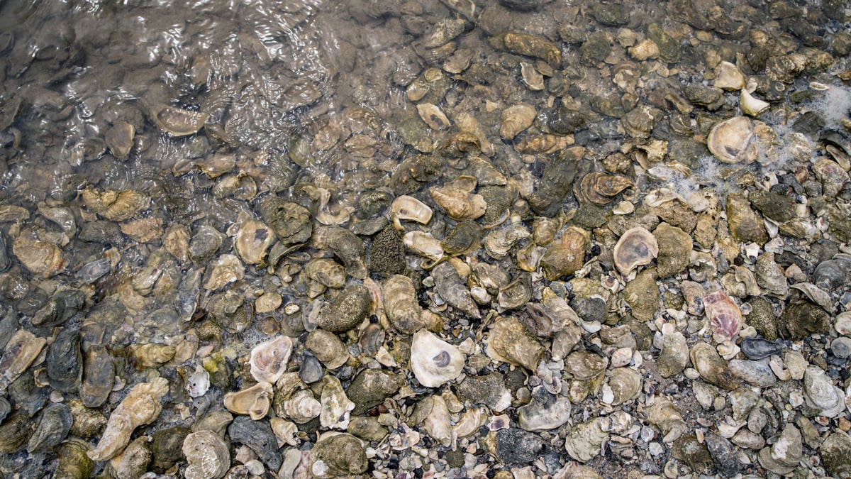 Oysters in water