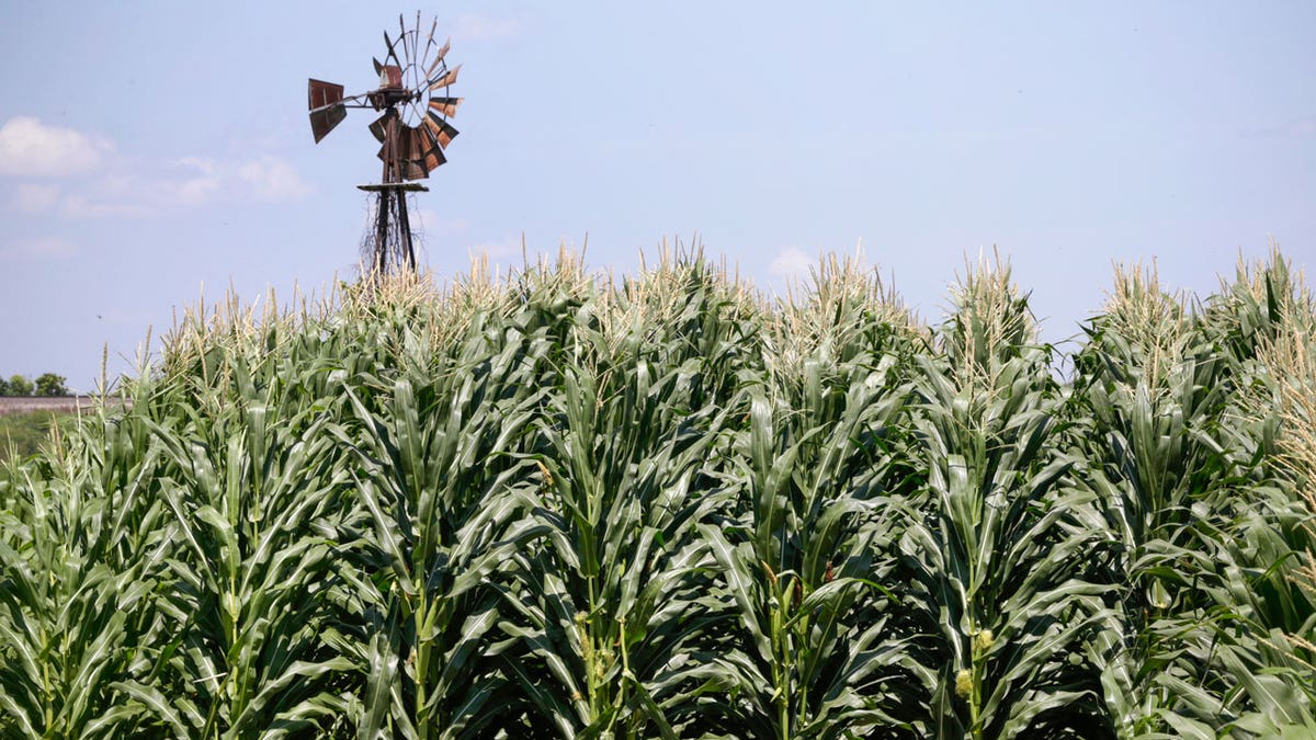 corn field in Iowa