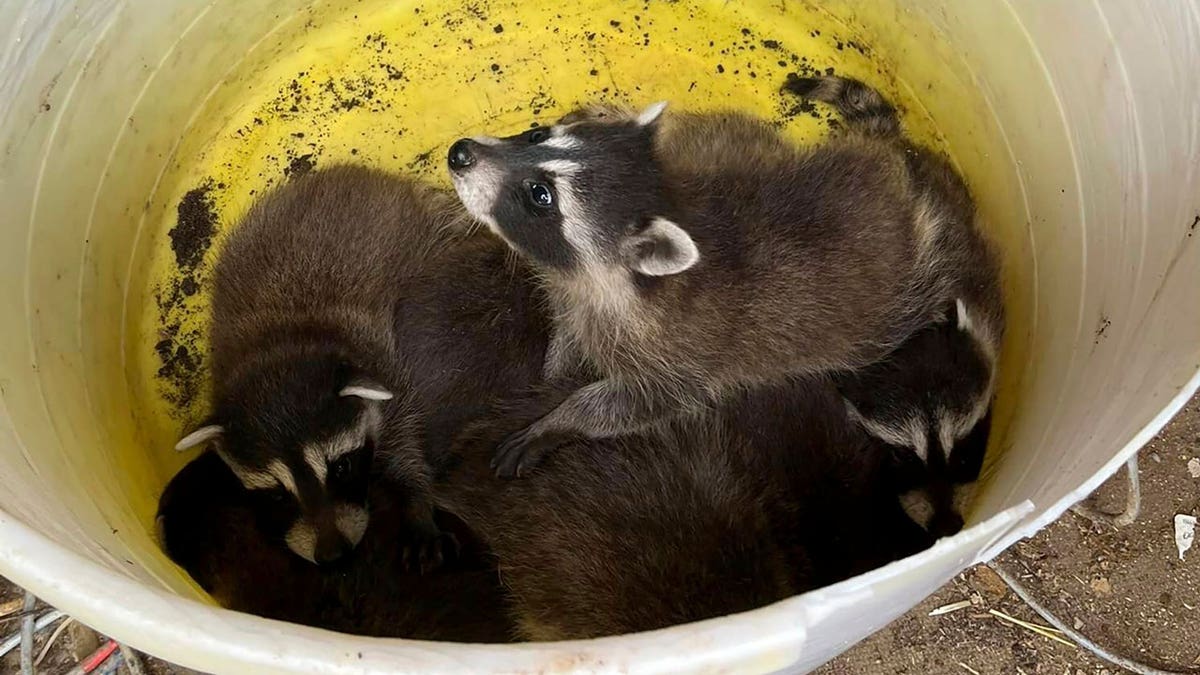 Rescued Raccoons