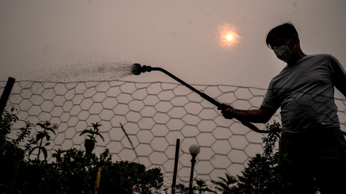 Man watering vegetables