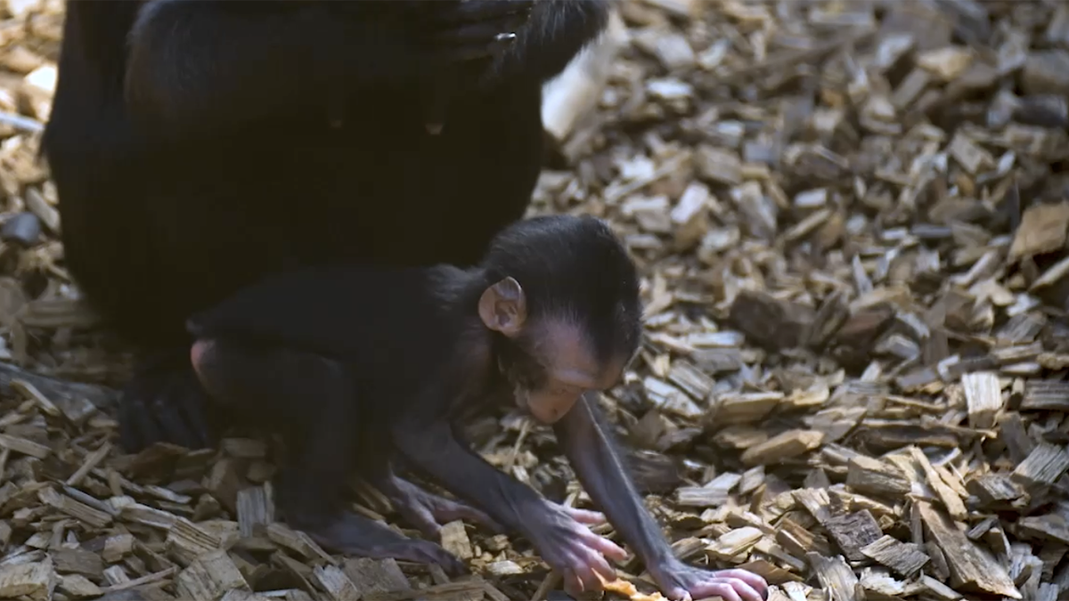 Rare monkey newborn