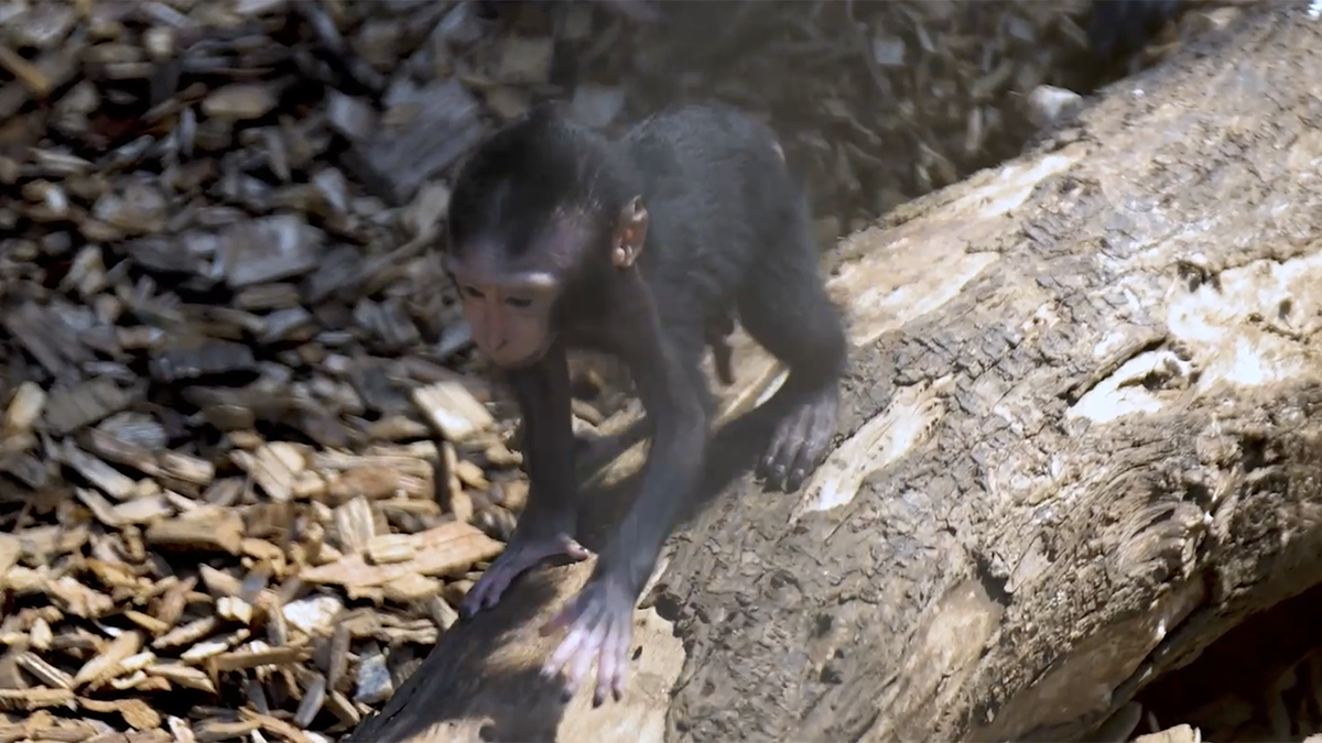 Rare newborn monkey