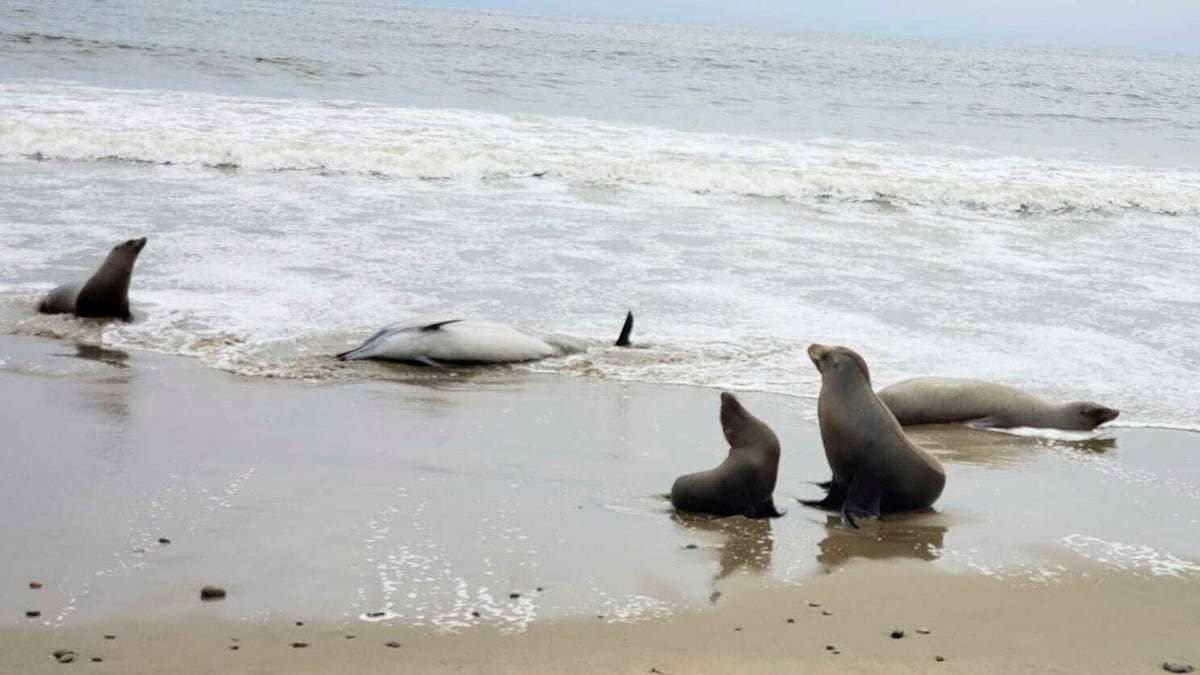 California Marine Mammal Deaths