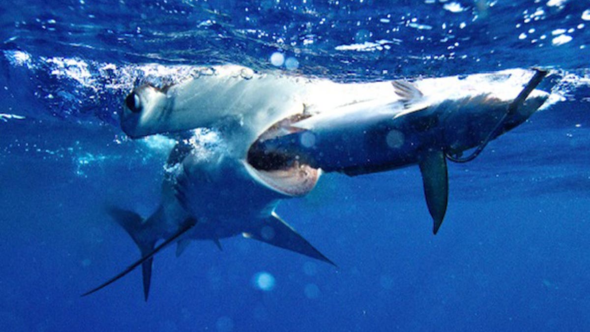 Hammerhead shark eating a meal of one fish