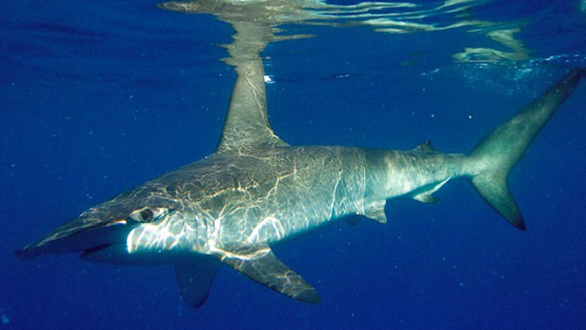 Grey shark is swimming in deep water