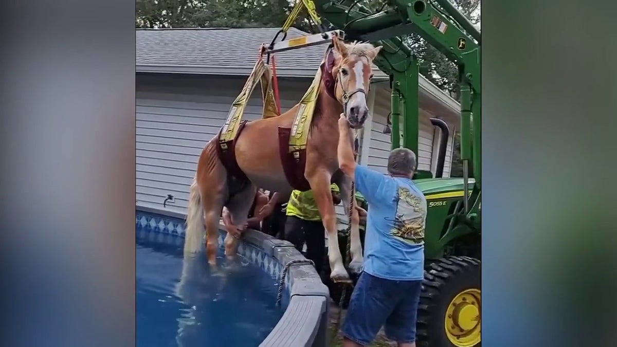 Horse lifted from pool