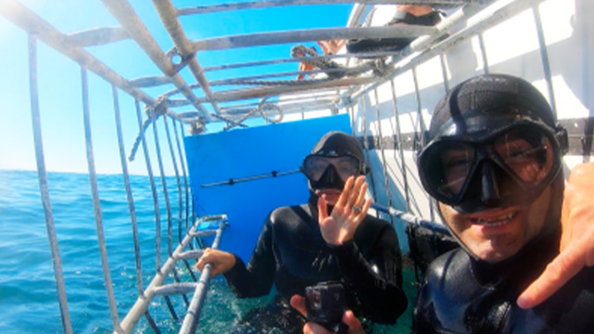 divers great white sharks