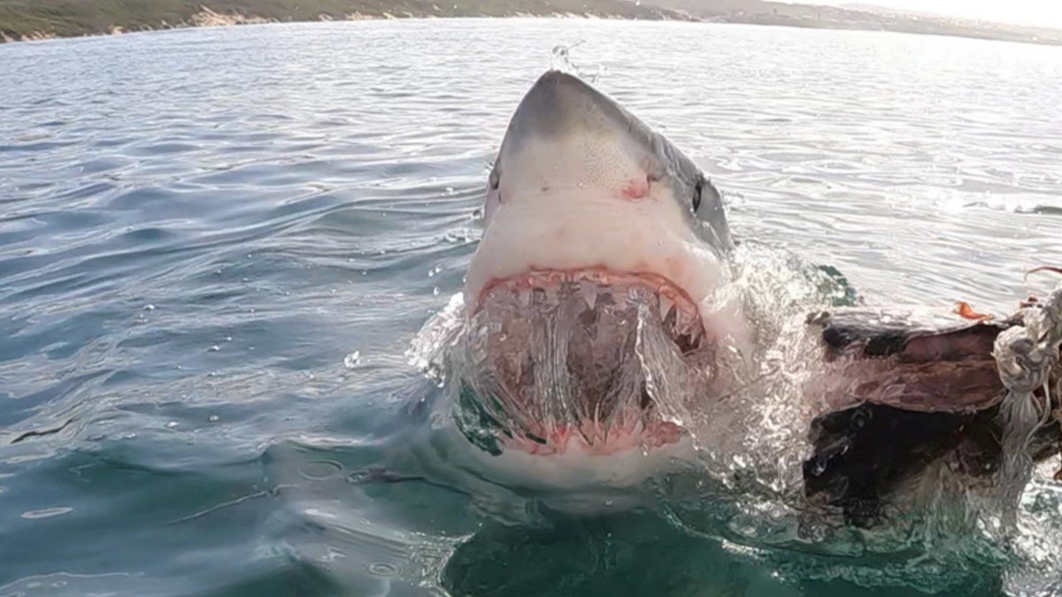 great white eats bait