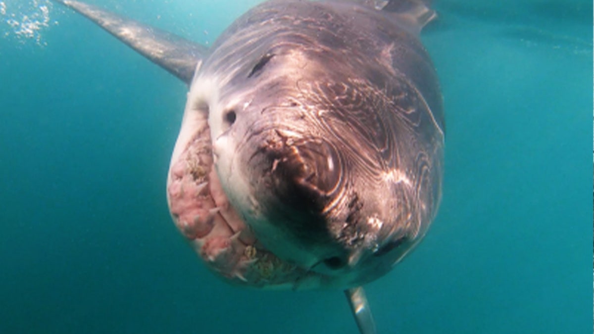 Great white diving cage