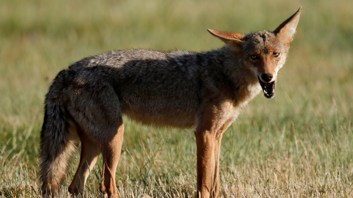 Coyote in California