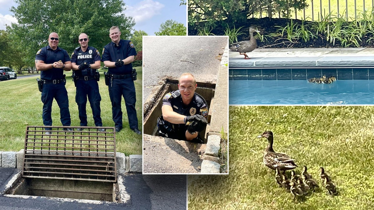 Upper Makefield police rescue six ducklings