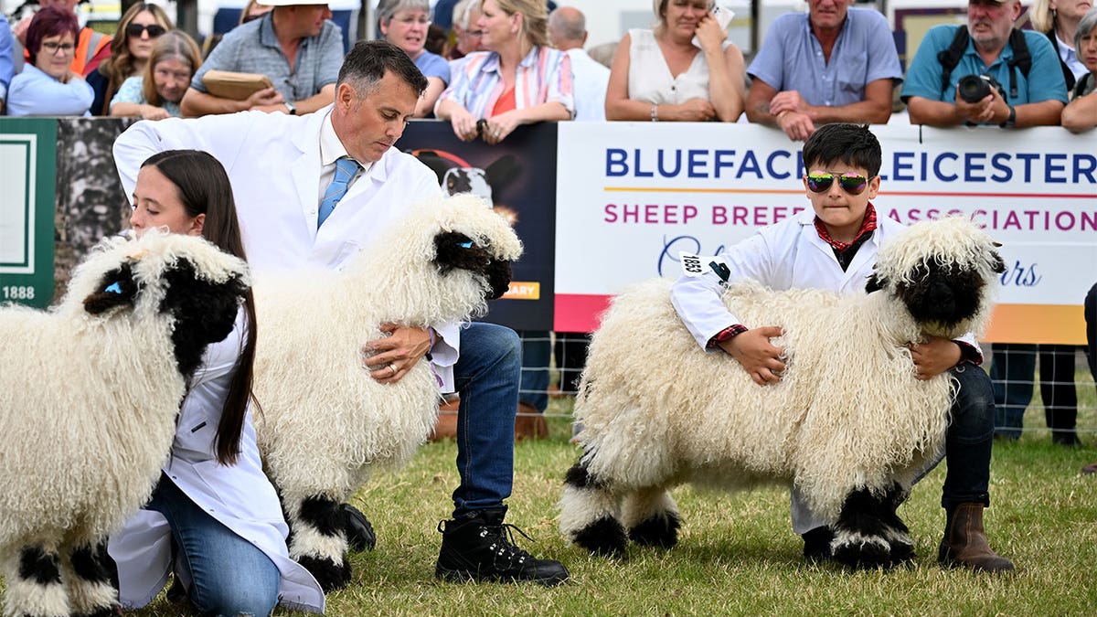 Sheep at an annual event.