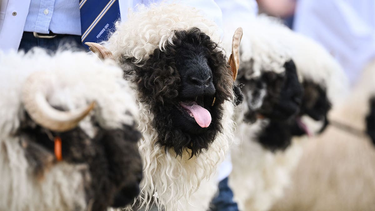 Sheep panting with their tongues out toward the camera.