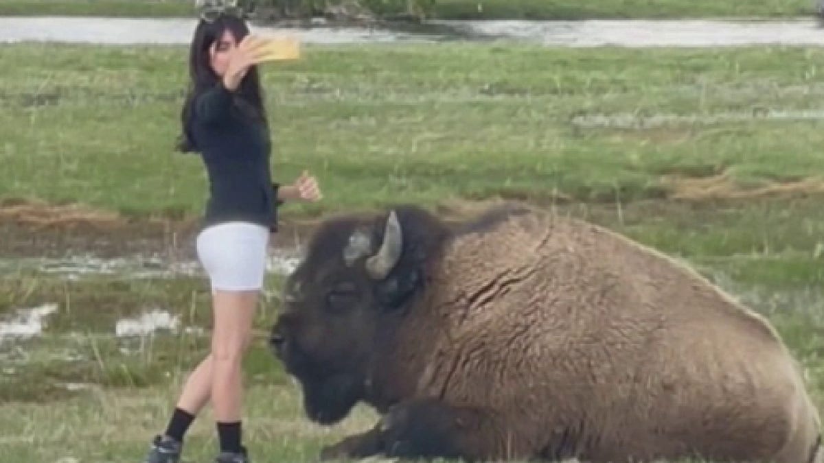 woman taking selfie near bison