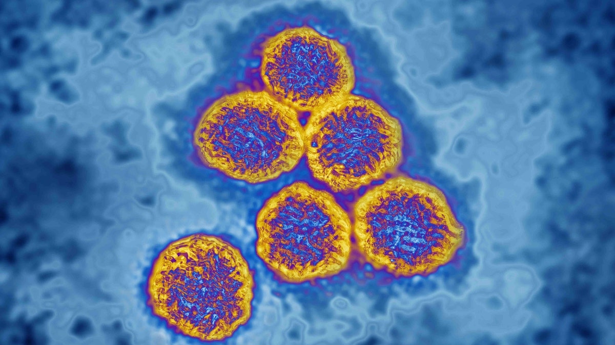 Flavivirus