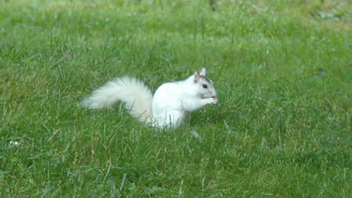 WHITE SQUIRREL BACKYARD