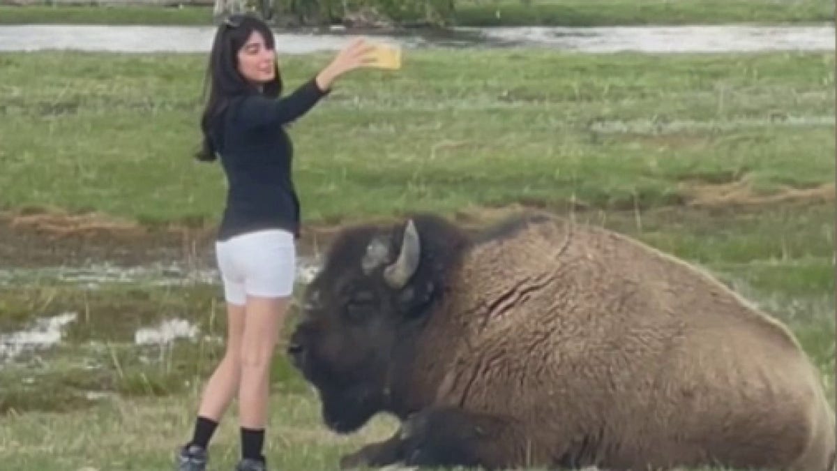 woman taking selfie near bison
