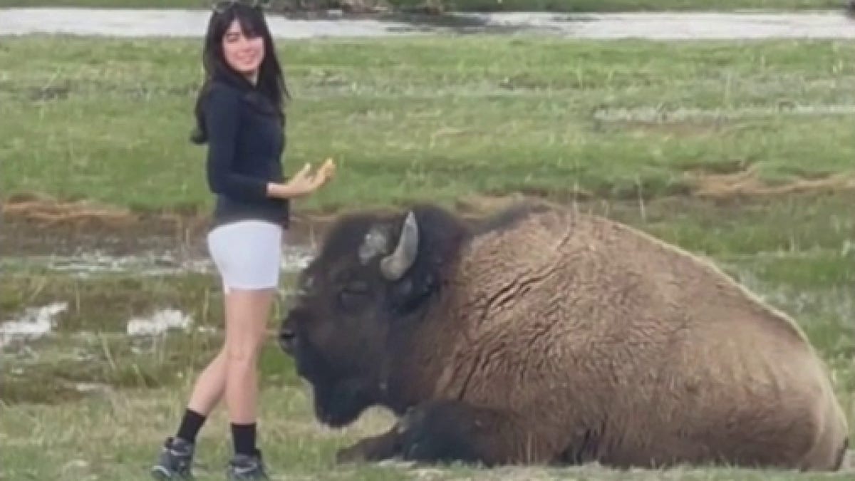 woman taking selfie near bison