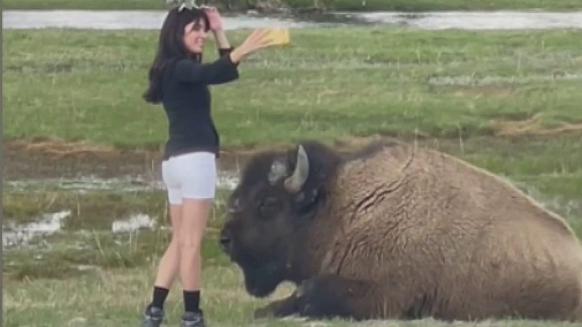 woman taking selfie near bison