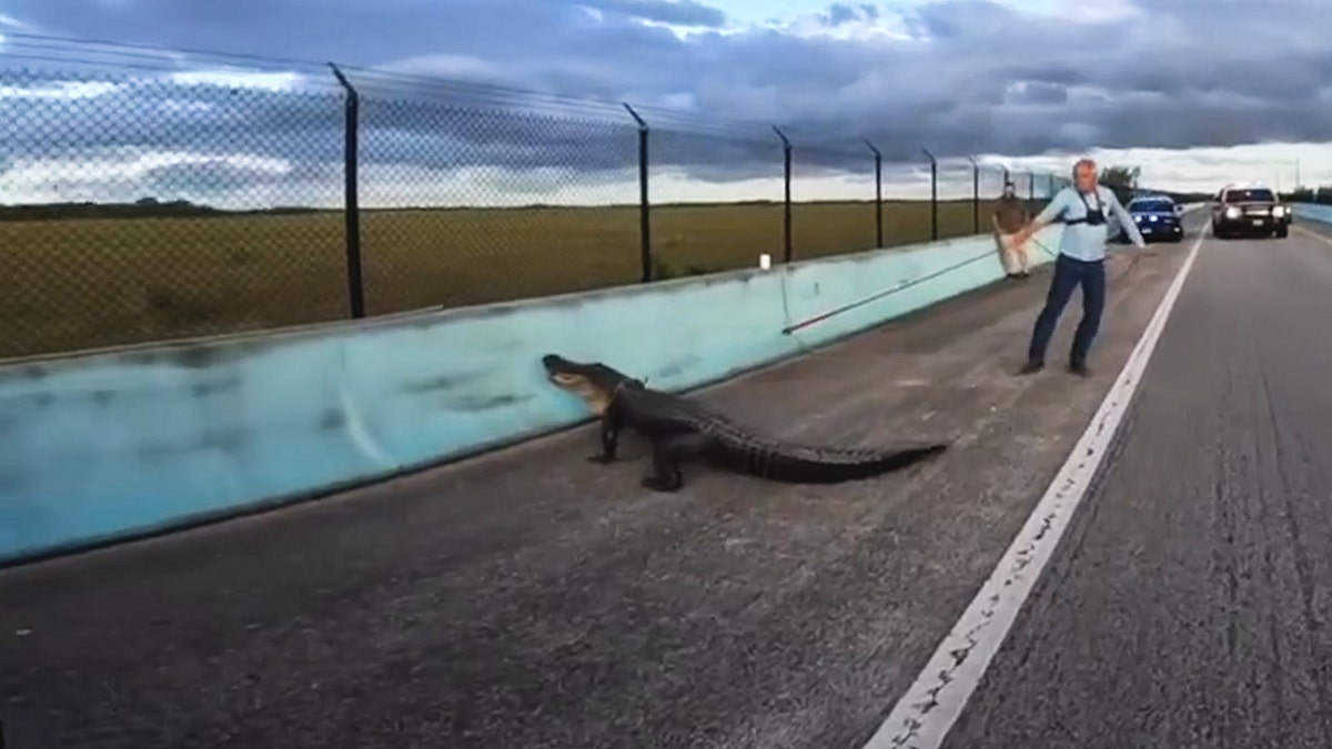 Alligator on highway
