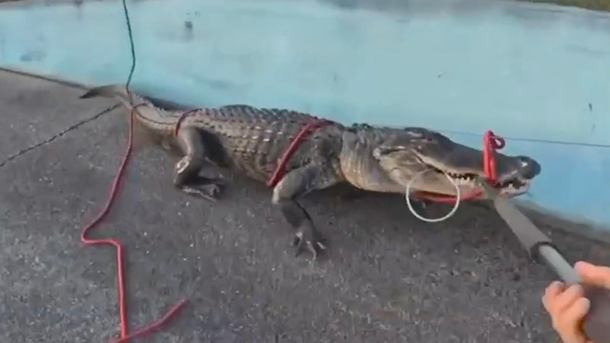 Alligator on highway