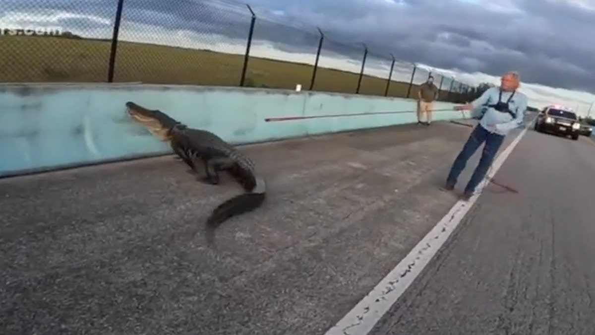 Alligator on highway