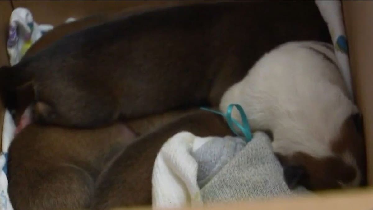 Close-up of sleeping rescued puppies