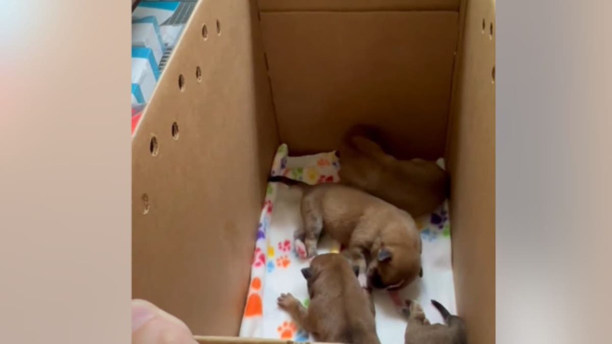 Rescued puppies playing in a box