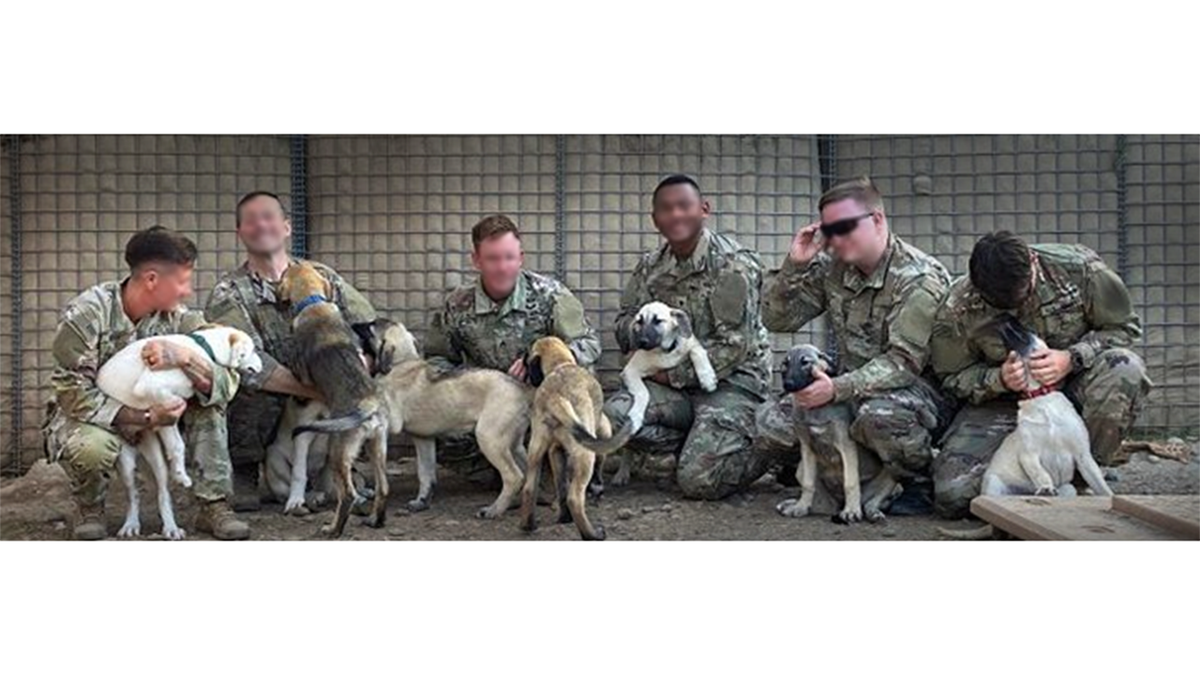 army soldiers and puppies