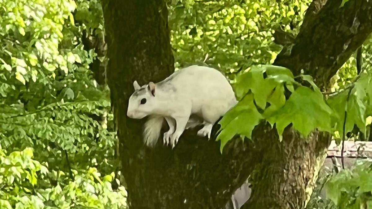 backyard squirrel in tree