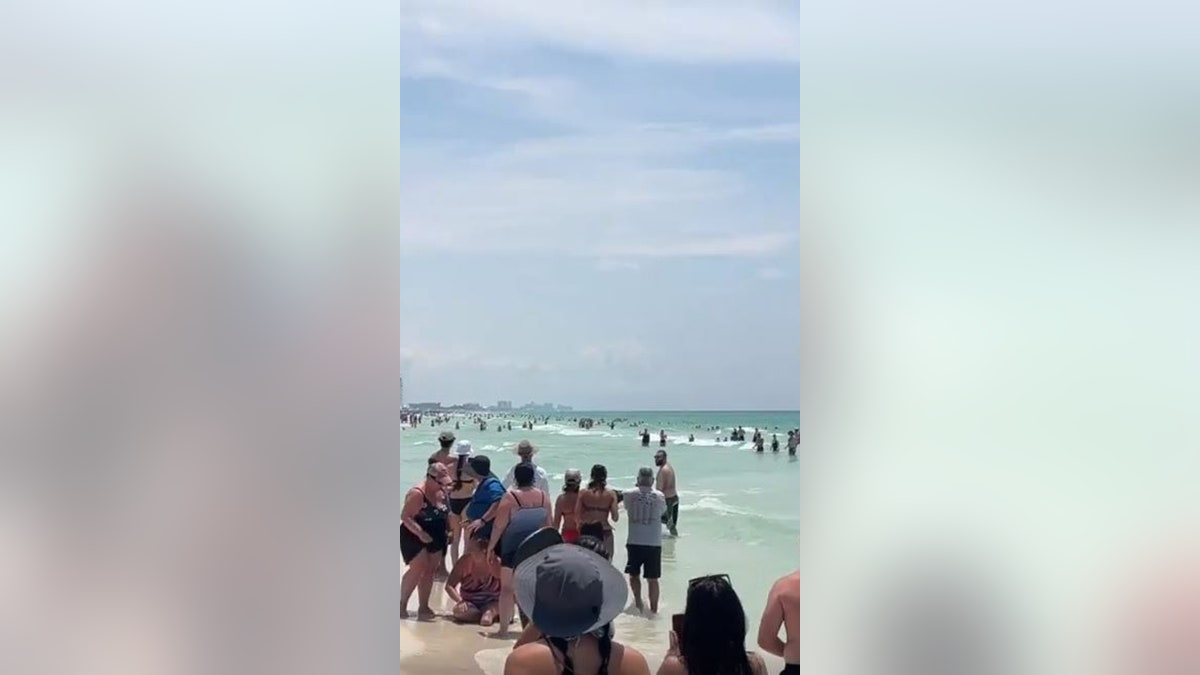 onlookers watch bear run through crowded beach