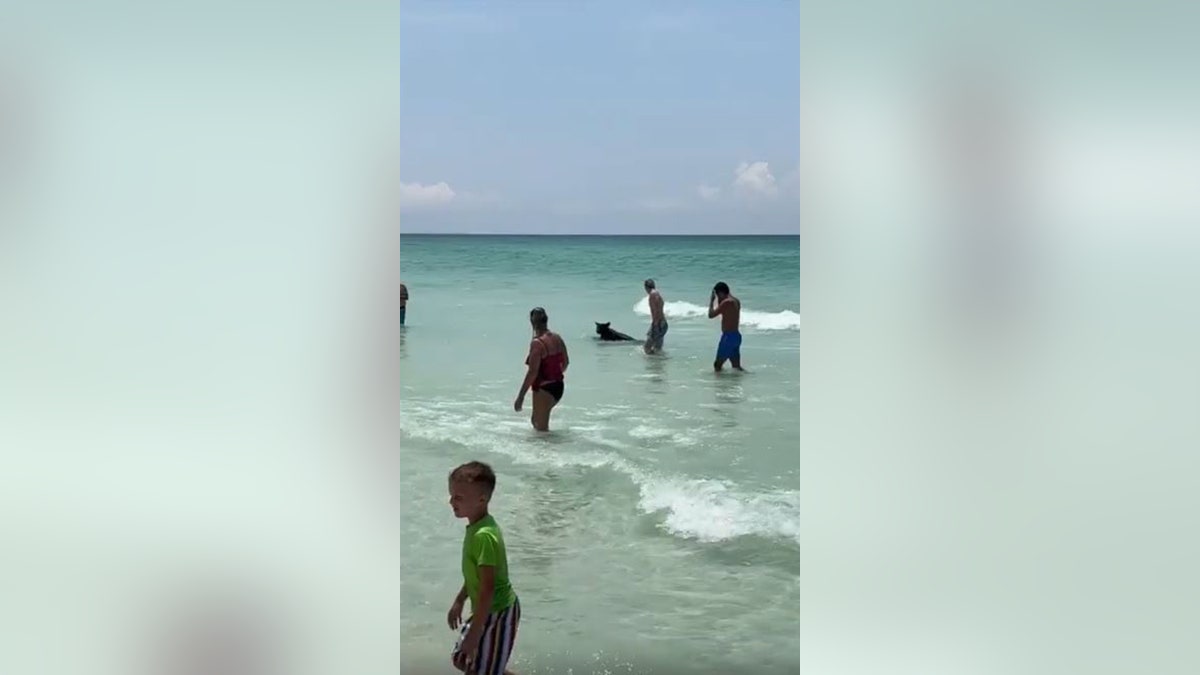 Bear swimming in ocean among onlookers