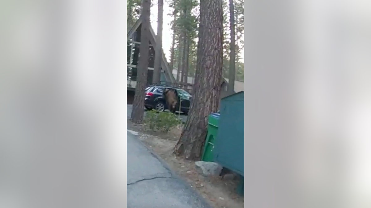 bear leaping out car