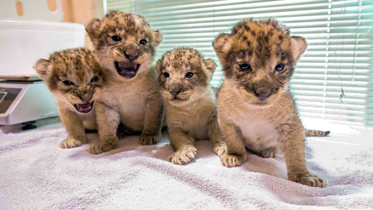 Buffalo lion cubs