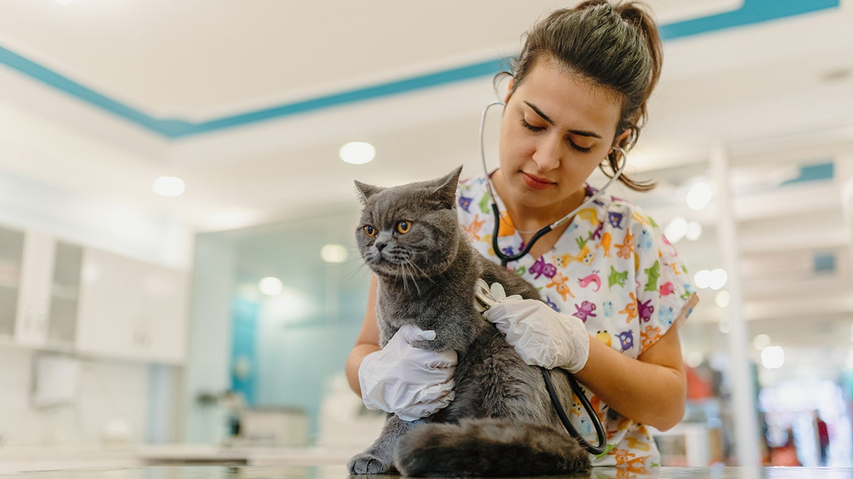 cat at the vet