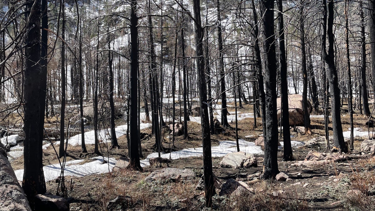 Charred trees in Rocky Mountain National Park