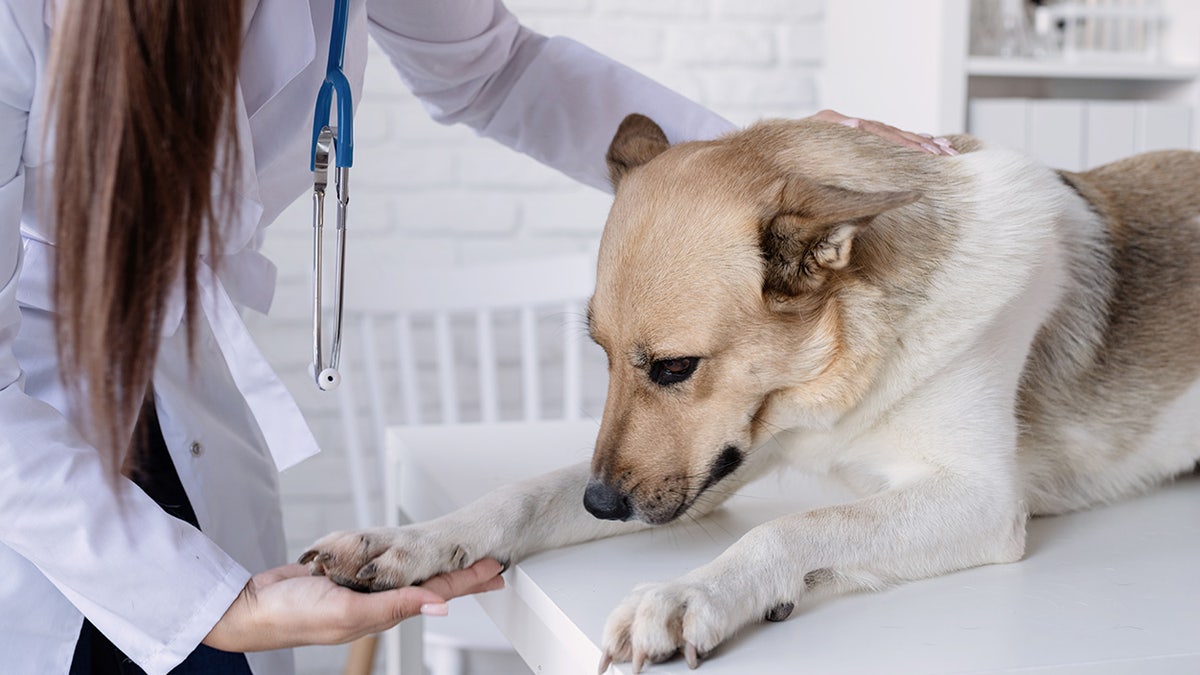 sad dog with a vet