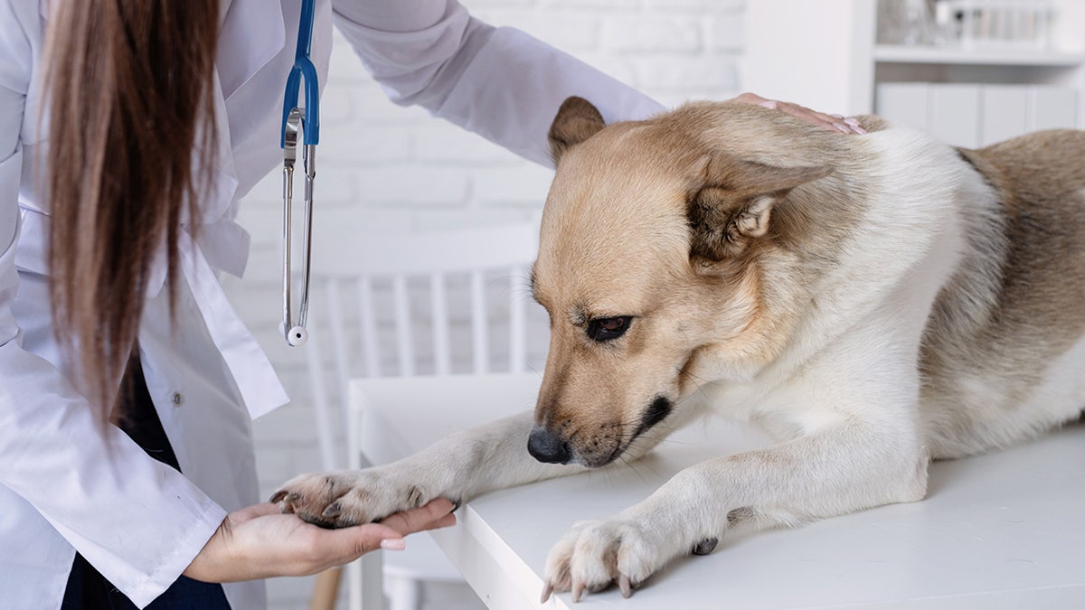 sad dog with a vet