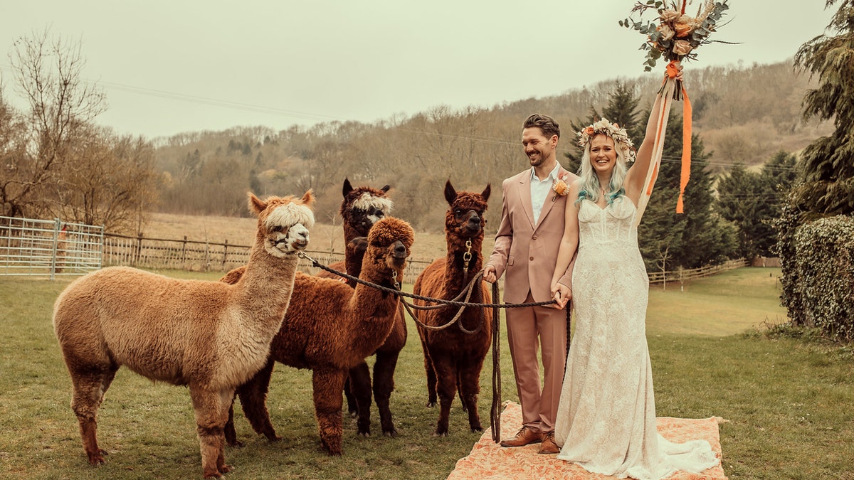 Herd on the street Alpacas in bow ties and floral wreaths are