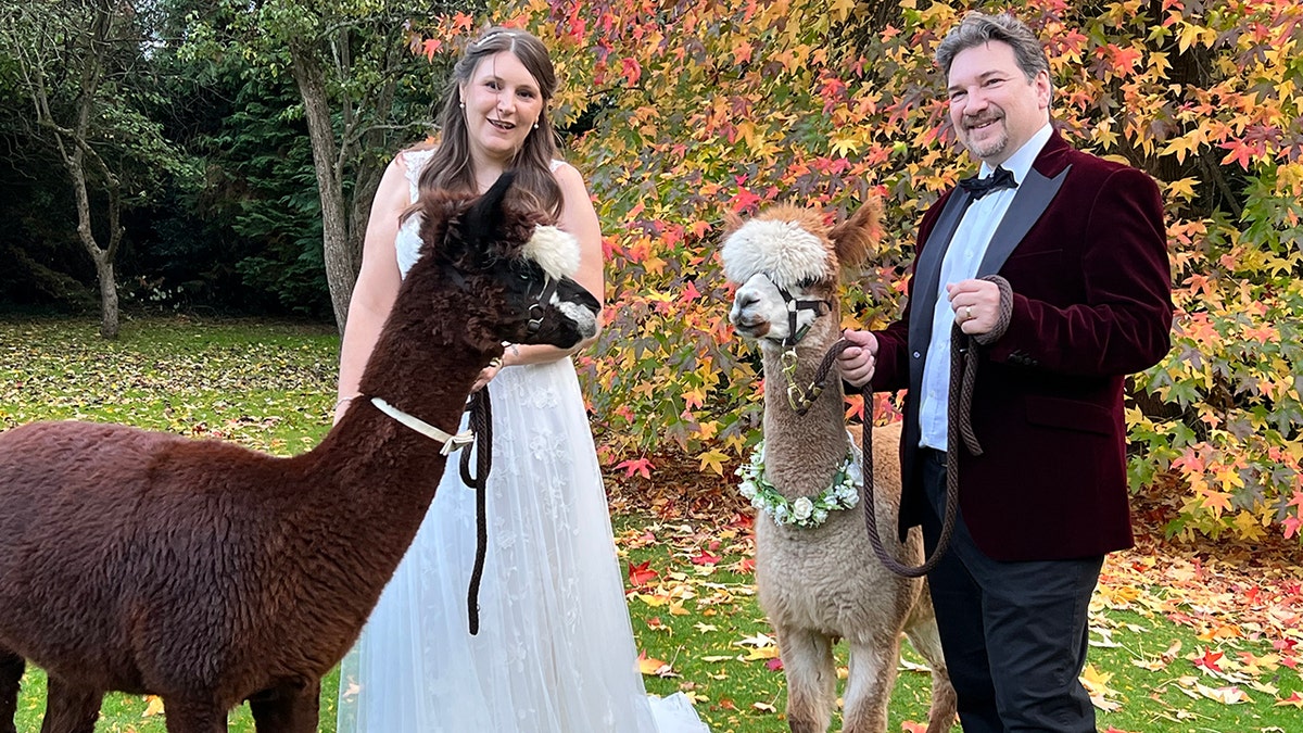 Alpaca wedding