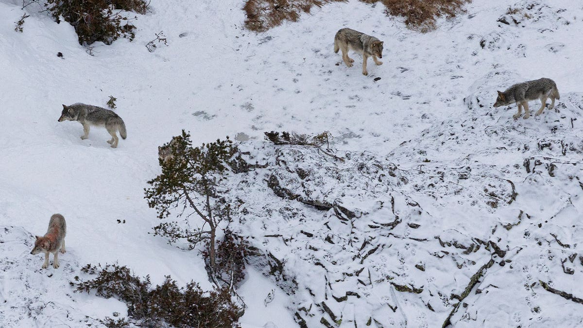 grey wolves